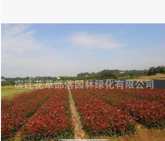 苗圃提供红叶石楠工程 红叶石楠杯苗 红叶石楠批发