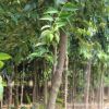批发河南大叶女贞/大叶蜡树/白蜡树/蜡树/工程绿化苗木/基地直销