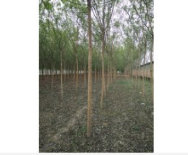 笨国槐小苗_5公分笨国槐苗基地最新报价图1
