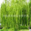 供应各种工程绿化苗木 大量批发 价格优惠 优良 金丝垂柳苗