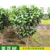 树苗直销 茶花 耐冬茶花树 茶梅球 耐寒茶梅 成活率高 量大优惠