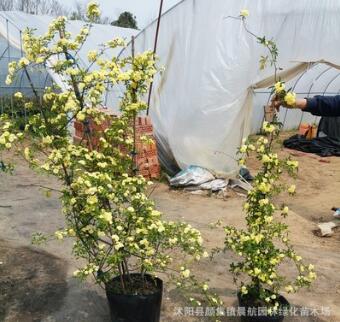 黄木香花苗爬藤植物浓香型红木香盆栽重瓣白木香蔷薇花苗带花大苗