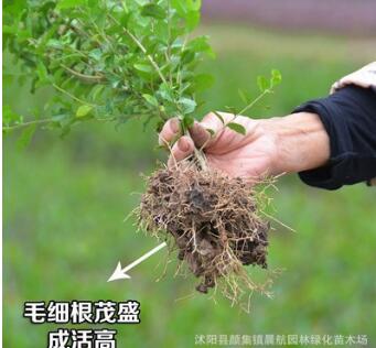 小叶女贞金叶女贞树苗四季常青绿篱植物庭院小区园林绿化工程苗木