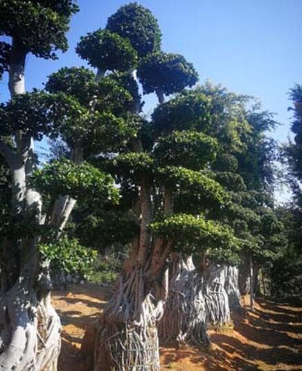 福建多层冠幅小叶榕桩头（葫芦造型小叶榕）别墅小区绿化苗木价格