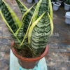 供应虎皮兰，室内盆景，外型优美，福建苗木基地直销，大量批发