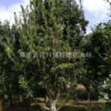 供应罗汉松，盆景绿植，树形优美，价格优廉，基地直销