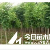 供应国槐（2-5公分），刺槐