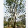 苗圃基地 直接供应优质 风景树垂柳5公分-10公分-15公分-20公分