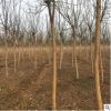 山东华森绿化工程专用苗木 大量供应优质货源