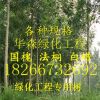 绿化苗木出售6-16公分速生白蜡苗 原声冠白蜡苗价格