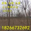 各种规格4-6公分速生国槐 国槐苗 绿化苗木基地直销