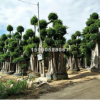 福建基地大量批发各种规格小叶榕，造型榕树，价格便宜
