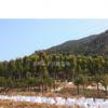福建香樟基地，泉州香樟价格，那里的香樟最便宜，大量3到8公分香樟