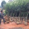 3公分红叶石楠树//红叶石兰球红叶石兰小苗//红叶石兰中苗