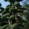 大量供应造型女贞10公分15公分20公分25公分30公分