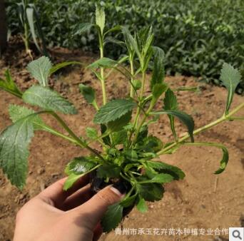 基地大量批发优质柳叶马鞭草 马鞭草 大面积绿化花卉 观赏花