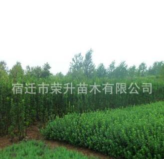 批发庭院种植绿化黄杨苗木 北海道黄杨 生长速度快 四季常青