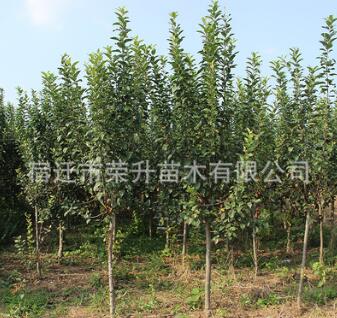 批发 西府海棠苗 公园观赏绿化垂丝海棠 成活率高
