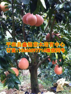 广东三红蜜柚苗1年苗，高度30公分，地茎0.5至1公分，发顺丰