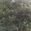 卖1高的金丝楠木小苗.贞楠苗种植基地.18080482097