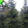 成都正宗小叶桢楠批发基地