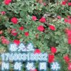 月季小苗、月季花基地