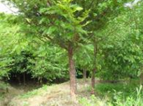 红豆杉苗木古田县天成红豆杉种植场是闽东最大的红豆杉种植基地，已有十余年