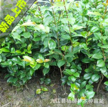 批发茶花小苗 茶花盆栽 山茶花苗 30-40cm高 绿化小苗