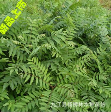 庭院果树优质小苗 红芽香椿小苗批发 新品上市大量批发图1