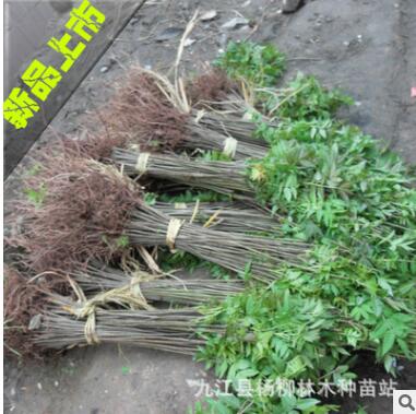 庭院果树优质小苗 红芽香椿小苗批发 新品上市大量批发图2