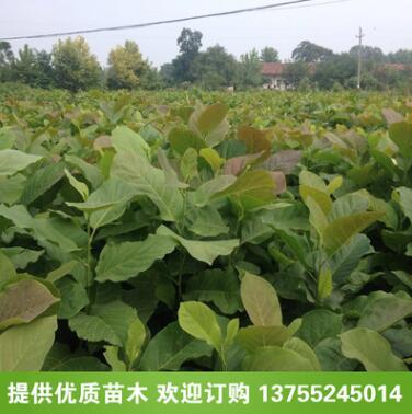 批发白玉兰小苗 紫玉兰 广玉兰 红玉兰等各种绿化苗木批发图1