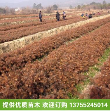 杉木小苗（高20厘米） 杉树小苗 造林苗批发 绿化苗木 造林专用图1