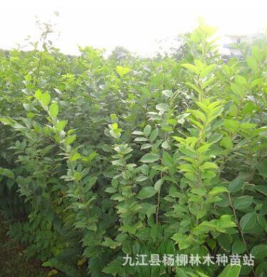 供应优质朴树小苗 朴树小苗批发 绿化小苗批发 小苗种子批发图2