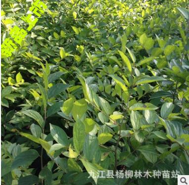 供应优质朴树小苗 朴树小苗批发 绿化小苗批发 小苗种子批发图1