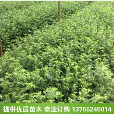 基地直销红豆杉小苗 抗癌植物 药用红豆杉 可盆栽 红豆杉苗图1