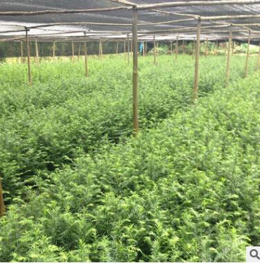 基地直销红豆杉小苗 抗癌植物 药用红豆杉 可盆栽 红豆杉苗图2