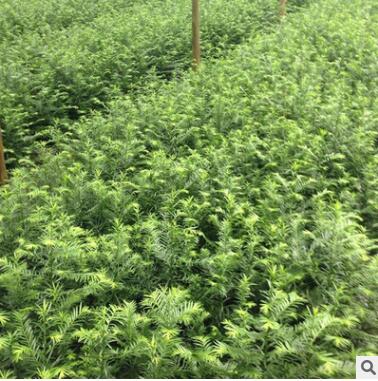 基地直销红豆杉小苗 抗癌植物 药用红豆杉 可盆栽 红豆杉苗图3