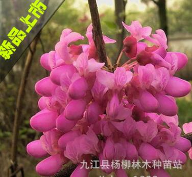 紫荆小苗 紫荆小苗价格 紫荆小苗批发 各种庭院植物丛生小苗批发图1