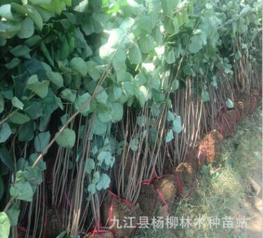 紫荆小苗 紫荆小苗价格 紫荆小苗批发 各种庭院植物丛生小苗批发图2