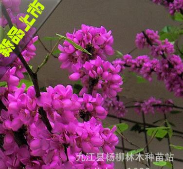 紫荆小苗 紫荆小苗价格 紫荆小苗批发 各种庭院植物丛生小苗批发图3