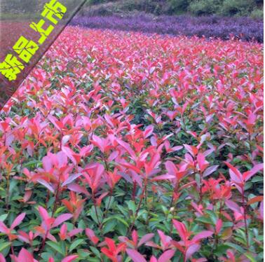 供应红叶石楠小苗 色块苗 红叶石楠小苗基地 园林绿化苗木图1