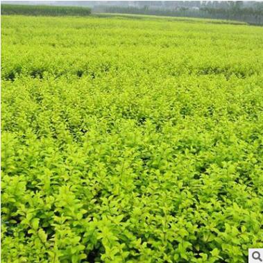 苗圃直销榉树苗 榉树小苗 大规格榉树 工程专用 低价批发图2
