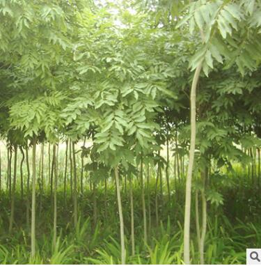 苗圃直销榉树苗 榉树小苗 大规格榉树 工程专用 低价批发图1