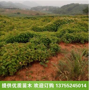 苗木基地直销 批发优质 喜树树苗 供应工程绿化小苗图2