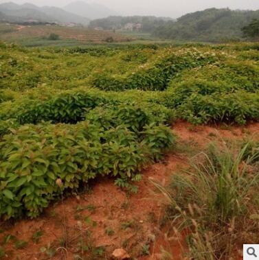 苗木基地直销 批发优质 喜树树苗 供应工程绿化小苗图3