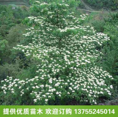 优质灯台树树苗 花木花卉绿化小苗 花卉植物 工程绿化苗木图1