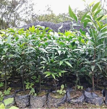 优质灯台树树苗 花木花卉绿化小苗 花卉植物 工程绿化苗木图2