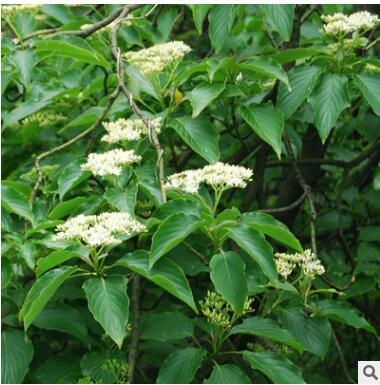 优质灯台树树苗 花木花卉绿化小苗 花卉植物 工程绿化苗木图3