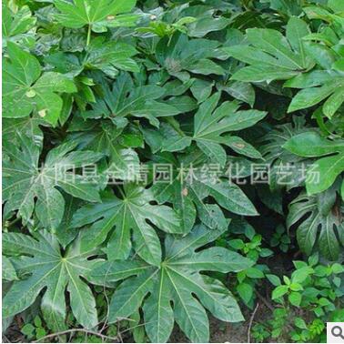 基地直销八角金盘 八角金盘盆栽小苗 四季常青 优质绿化苗批发