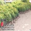 批发瓜子黄杨苗小叶黄杨苗黄杨球优质绿化工程庭院街道用苗规格全